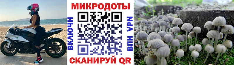 где найти наркотики  блэк спрут ONION  Псилоцибиновые грибы Psilocybe  Кашин 